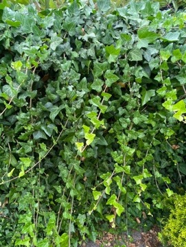 ŚCIANA BLUSZCZU hedera helix 110-130 cm SADZONKA