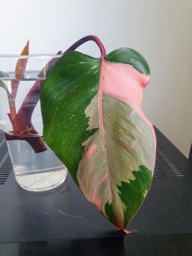 Philodendron Pink Princess 