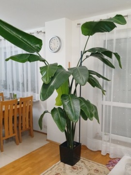 Strelitzia Nicolai Strelicja biała wys. około 2,5 m