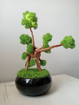 Drzewko bonsai z mchu 