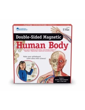 Человеческое тело. Двусторонние магниты строение человеческого тела Ресурсы для обучения