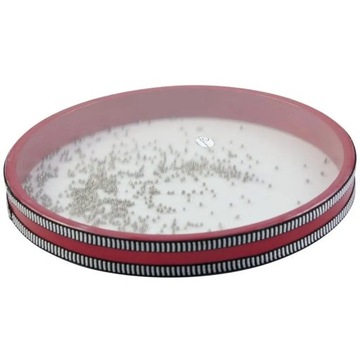 ДИМАВЕРИ ОКЕАНСКИЙ БАРАБАН, МАЛЕНЬКИЙ МОРСКОЙ БАРАБАН