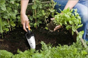 FISKARS Premium Planters Лопатка широкая, маленькая 1000726