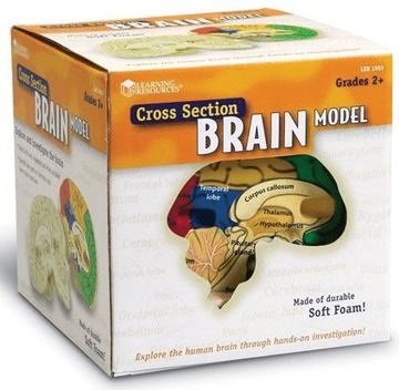 Пенопластовая модель человеческого мозга. Учебное пособие. Ресурсы для обучения.