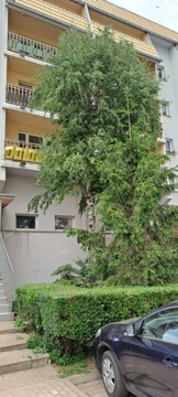 Mieszkanie, Kutno, Kutnowski (pow.), 49 m²