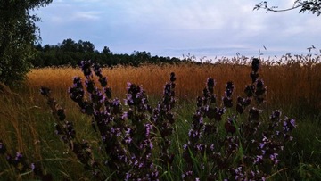 Działka, Ciechanów, 1080 m²