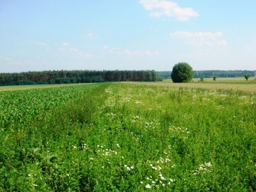 Działka, Kalisz, 9900 m²