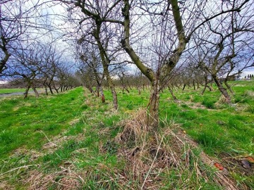 Działka, Motycz, Konopnica (gm.), 6300 m²