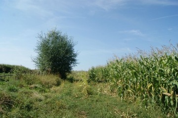 Działka, Stare Bogaczowice, 1000 m²