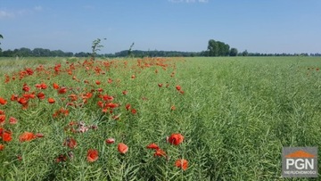 Działka, Trzebiatów, 2316 m²