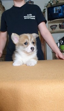 Welsh corgi pembroke suczka 