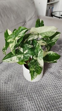 Syngonium Albo Variegata Emerald Gem