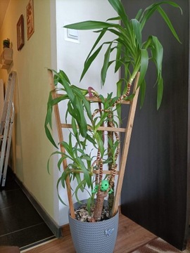 Roślina doniczkowa Dracena Wonna