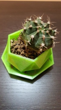 Doniczka Kaktus 3D