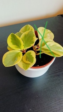 Peperomia sadzonka