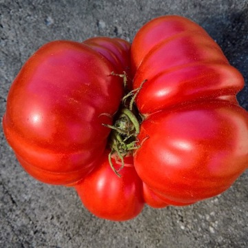 Pomidor Duma Syberii nasiona kolekcjonerskie