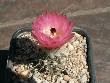 Austrocactus aonikenkensis 'Hoffmann' - 10 nasion