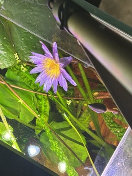 Sadzonki lotosa Nymphaea Zenkeri GREEN