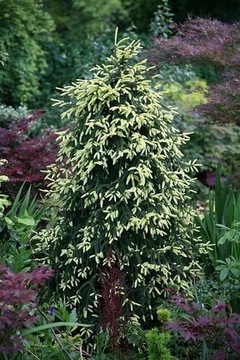 Świerk czarny Picea Mariana