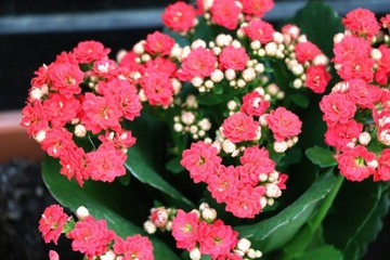 Sadzonka Kalanchoe Blossfelda - Kwitnąca Radość