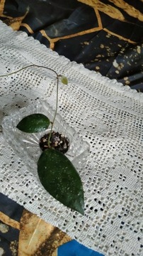 Hoya caudata sumatra ładny kolor  