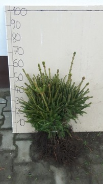 Świerk pospolity 4 letni 40/60cm Picea Abies