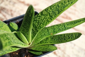 Gasteria batesiana 'Little Warty' sukulent kaktus