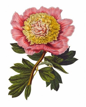Kwiaty II   reprint XIX w.  grafik