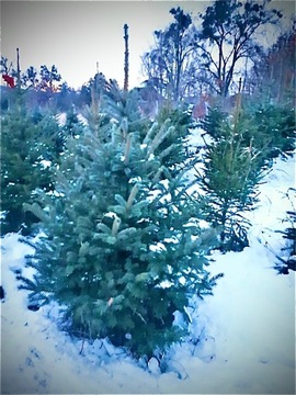 Choinki żywe z własnej plantacji 