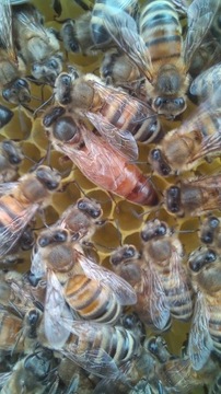 Matki pszczele Buckfast jednodniowe 3 - 6 czerwca
