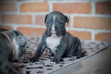 Amstaff American Staffordshire Terrier Blue suczki