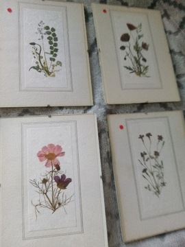 Obrazy botaniczne antyrama papier roślin dekoracja