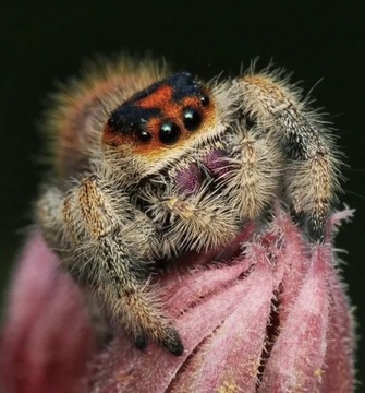 Zestaw SAMICA Phidippus Regius everglades skakun