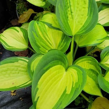 Funkia Hosta 'Great Expectations'