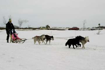 Szorki-Sled, Szelki, Uprząż Husky, Malamut. rozm.M