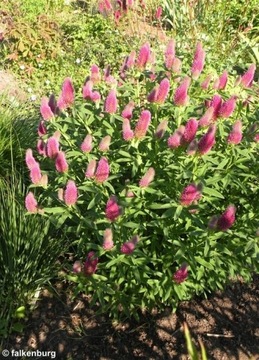Koniczyna długokłosowa Trifolium rubens 100 nasion 23