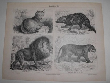 Zwierzęta II  duże,  oryginalne XIX w. grafiki
