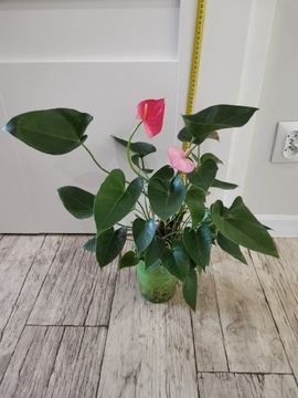 Anthurium różowe. Hydroponika. 