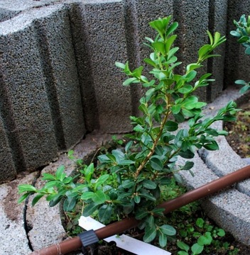 Bukszpan drobnolistny 'Schopes' Buxus 066