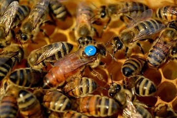 Matki pszczele Buckfast 301 Wysyłka  10  11  12 CZERWCA