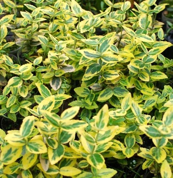 Trzmielina Fortune'a 'Emerald Gold' Euonymus 15