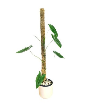 Palik tyczka z mchu 100/5 cm łączony  monstera