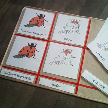 Budowa biedronki karty trójdzielne Montessori