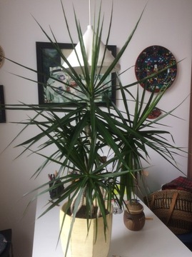 dracena w kamionkowej doniczce