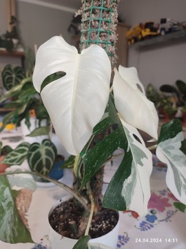 Monstera deliciosa variegata white leaf