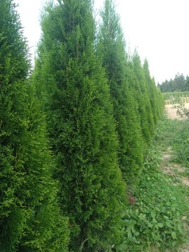 Tuja Szmaragd 180-200cm. Dowozimy i sadzimy. Thuja