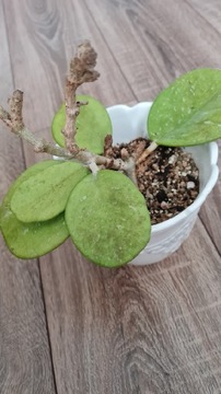 Hoya obovata cała rosnąca 