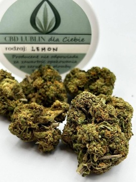 Lemon Haze Susz CBD premium 10 gram 