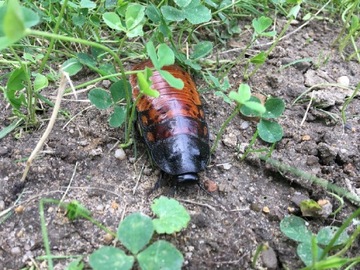 Karaczany madagaskarskie dorosłe 6-8cm