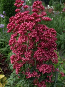 Ostrogowiec CENTRANTHUS KENTRANTUS 100 n/23 